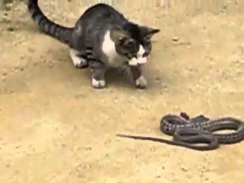 Cat vs snake in a fight to the death! See who wins!