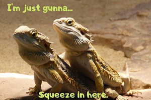 12 of the Best Reptiles to Keep as Pets - UrbanReptiles