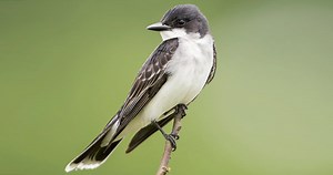 Eastern Kingbird Identification, All About Birds, Cornell Lab of Ornithology