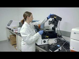 Visium Spatial Gene Expression Protocol | Tissue Brightfield Imaging