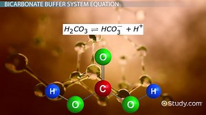 Bicarbonate Buffer System | Overview, Equation & Uses