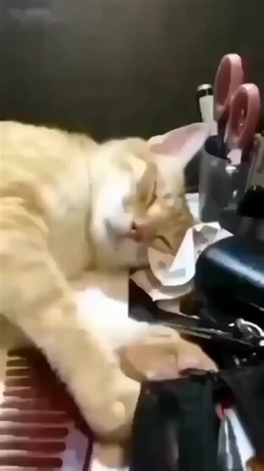 Mycutepet on Instagram: "In Japan, researchers are using smart walkways to turn everyday activities into clean energy 4. These roads are embedded with special piezoelectric material that can collect kinetic energy from pedestrians' footsteps. When people walk, run or jump, the road surface is slightly deformed, creating mechanical pressure. Piezoelectric crystals convert this pressure into electrical energy. This energy can be used to illuminate street lights, power public displays, and even mon