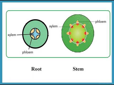 Transport in Plants - IGCSE Biology - Combined Science - Dr Hanaa Assil