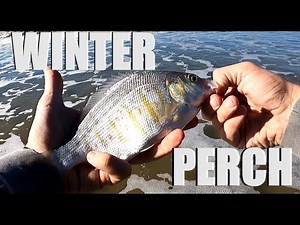 California Surf Perch Fishing | Winter Surf Fishing!
