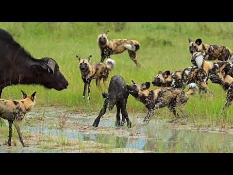 African wild dog hunting Buffalo calf, Moremi Game Reserve, Botswana