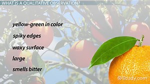 Qualitative Observation | Definition and Examples