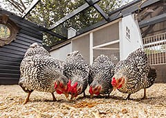 Top 5 Treats for Chickens
