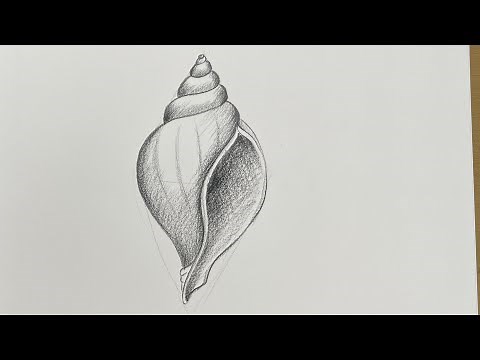 How ro draw a conch shell | Drawing for beginners