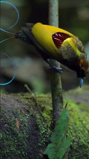 Birds of Paradise: The Rainforest’s Most Stunning Showstoppers