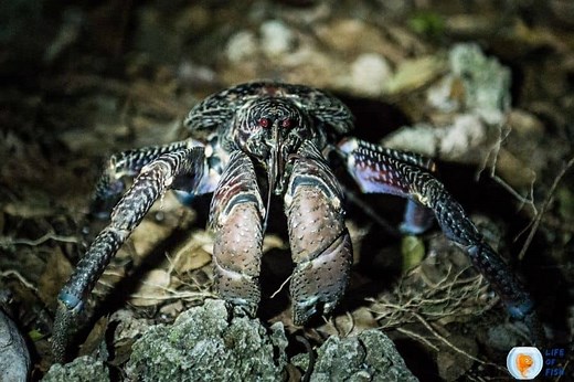 Are Coconut Crabs Dangerous? | 17 Mind Numbing Facts |