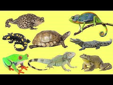 Learning Amphibians and Reptiles for Kids in English (Vocabulary and Sounds)