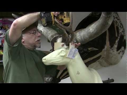 Testa's Taxidermy Tip's - Mounting a Deer Head (Part 1)
