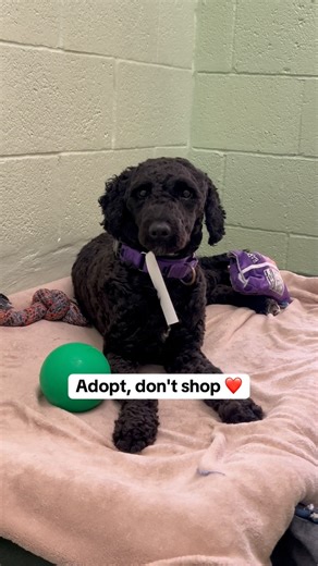 Peggy Adams Animal Rescue League on Instagram: "Adopt, don't shop ❤️ Animals of all breeds and ages enter shelters. Sadly, London's family lost their housing, so she's looking for another loving family with room in their hearts for her ❤️"