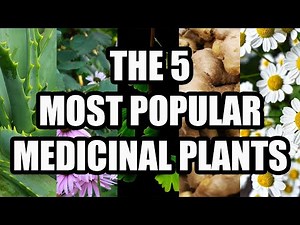 The 5 most USED Medicinal Plants - Uses, Benefits and Contraindications -