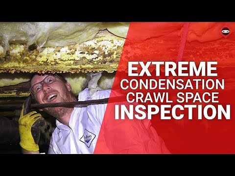 Mold Expert Shares Top Tips to Prevent Crawl Space Disasters