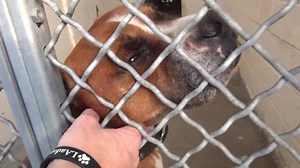 10K views · 361 reactions | ADOPTED - moved to SAFE Album 01/04 This...