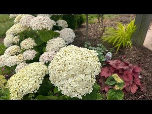 Invincibelle Wee White hydrangeas. Beautiful “cloud-like” blooms