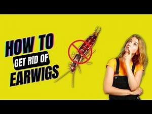 How To Get Rid Of Earwigs In Your House & Keep Them From Getting Back - Top Repellents