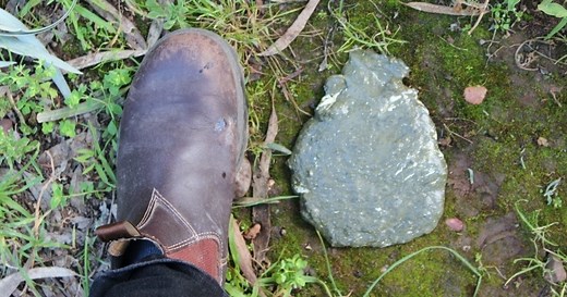 Your guide to identifying animal poo