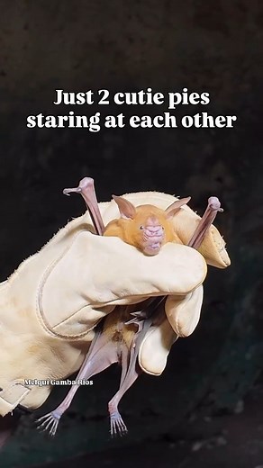 149K views · 7.3K reactions | Send this to a fellow cutie pie + bat lover ☺️ | Bat Conservation International | Facebook