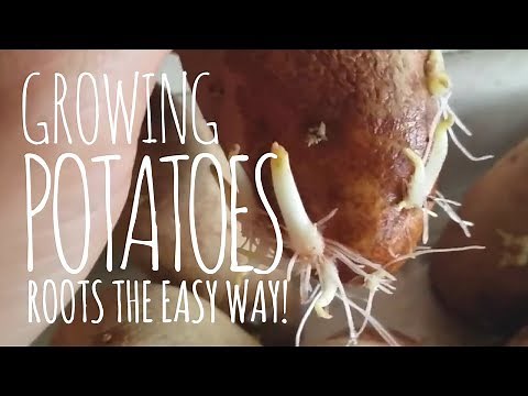 Grow Potato Roots Easy in Water - THE EASIEST METHOD