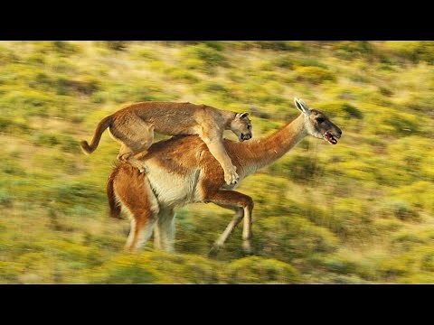 Puma Risks Life to Hunt | Dynasties II | BBC Earth