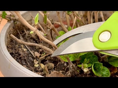 How to Prune Hydrangeas for Winter: Transform Waste Cuttings into New Bushes!