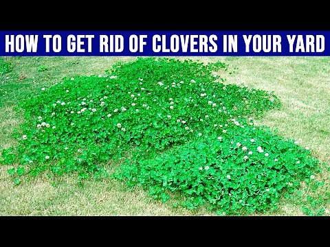 How to Get Rid Of Clovers in Your Yard - 4 Tips for Removing Clover Grass