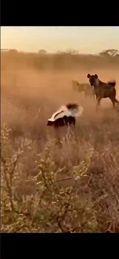 The moment when the skunk’s fart scared off a whole pack of hyenas!🤣￼