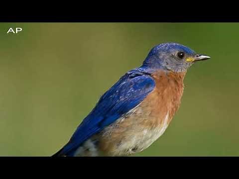 Eastern Bluebird Song - Singing - Call - Sounds / Bluebird Call - Songs - Singing - Sounds