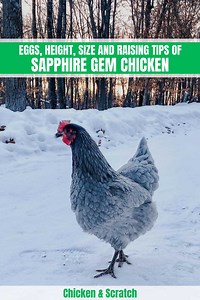 Sapphire Gem Chicken: Eggs, Temperament, Size and More