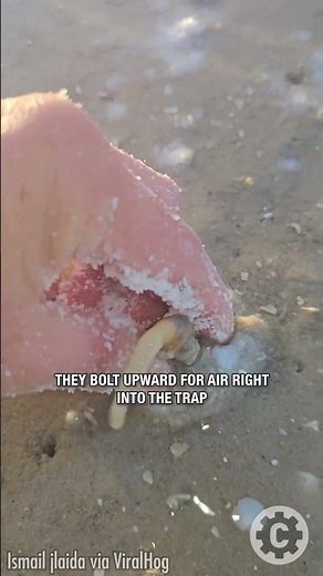 Watch This Traditional Method to Catch Razor Clams with Salt 😲