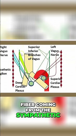 Cardiac Plexus: Simplified Anatomy & Function Explained