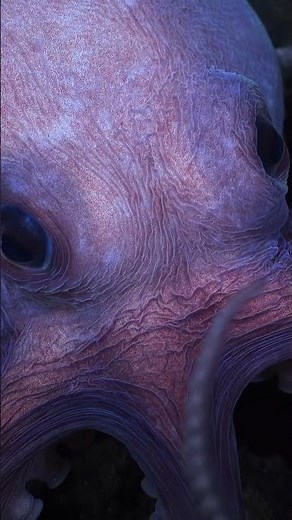 New Octopus Species | Secrets of the Octopus