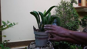 904 reactions · 38 shares | Learn how to graft Adenium plants with this step-by-step guide. Nilkanta Halder, The Indian Gardener, will show you the techniques and tips you need to successfully graft Adeniums. Get ready to create beautiful and unique Adeniums with this easy-to-follow tutorial! Instagram id link --- https://www.instagram.com/nilkanta.halder/ | Nilkanta Halder, The Indian Gardener | Facebook