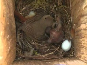Spring Alive - eviction behaviour of Cuckoo chick