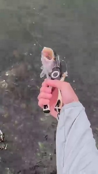 FAST Catch & Release | Speckled Trout Fishing #saltwaterfish #shortfishingvideo #fishingshortsvideo