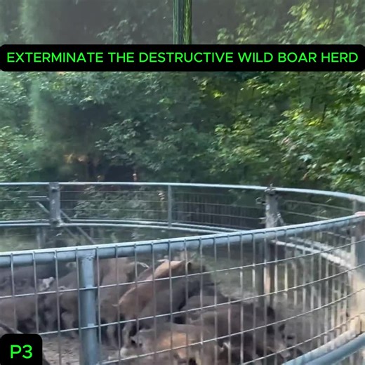 Managing Wild Boars in Texas: Invasive Species Control