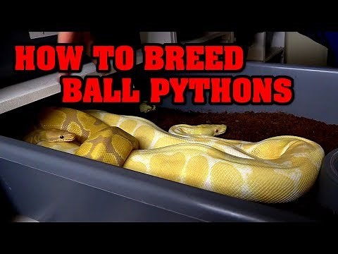 How to breed BALLS! Tips on breeding success