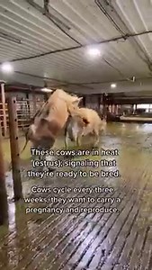 229K views · 1K reactions | There’s nothing that will stop an animal in heat. Those who argue that artificial insemination (AI) is inhumane, do you really believe that? AI is more humane than having a bull repeatedly mount them. Not to mention, through AI we improve the health traits of the next generation, avoid inbreeding and make animals that will live longer. | Megan DairyGirl | Facebook