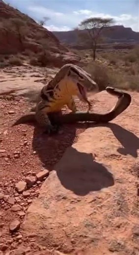 Snake vs Monitor Lizard (Nilgai) | Intense Wildlife Battle in Rocky Terrainhure htre