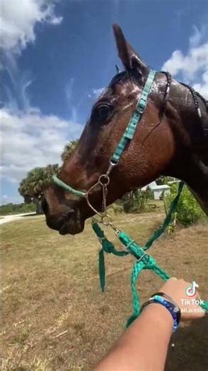 #horse #equestrianjourney #horseenthusiast #equestrian #horsefan #edit #horsetrack #horsegirl ￼