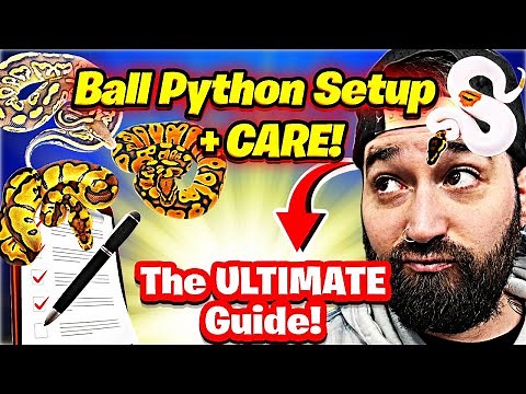 The BEST Ball Python Care Guide 2025!