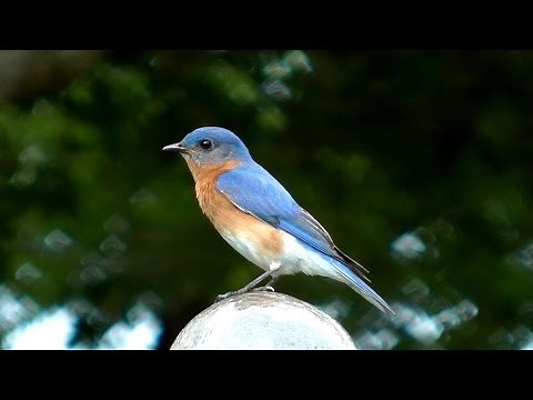 Eastern Bluebird Song FYV