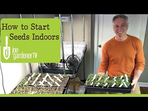 How I Start Seeds Indoors Tips & Techniques