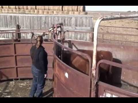 Cattle Handling for Backgrounding Feedlots