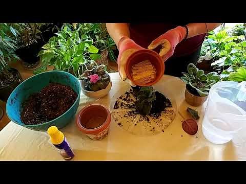 How to Successfully Repot an African Violet
