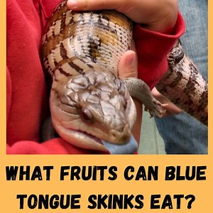 What Fruits Can Blue Tongue Skinks Eat? 7 Safe 6 Unsafe