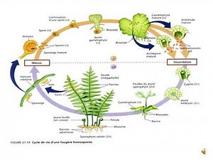 Cycle de reproduction chez les Ptéridophytes