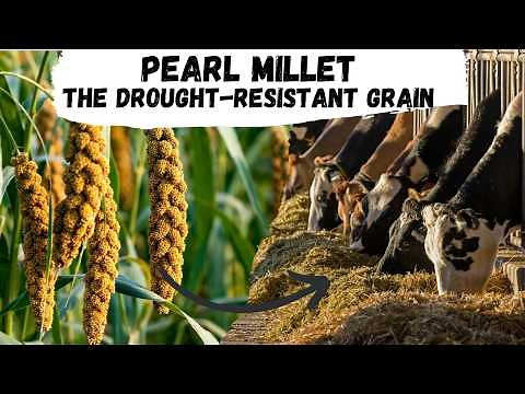 Pearl Millet: The Drought-Resistant Grain